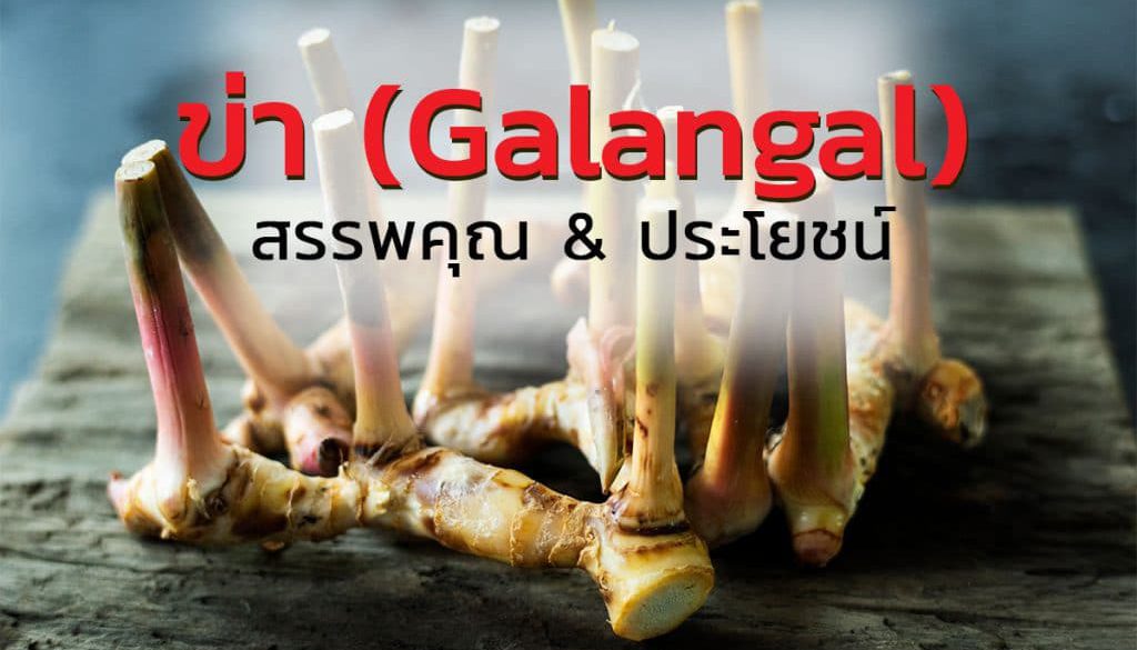 ข่า