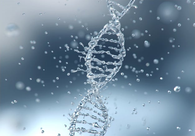 ดีเอ็นเอ DNA